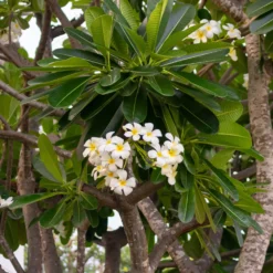 Frangipani - Duft wie im Urlaub