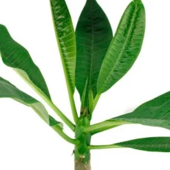 Frangipani rot - Exotik in tiefem Rot
