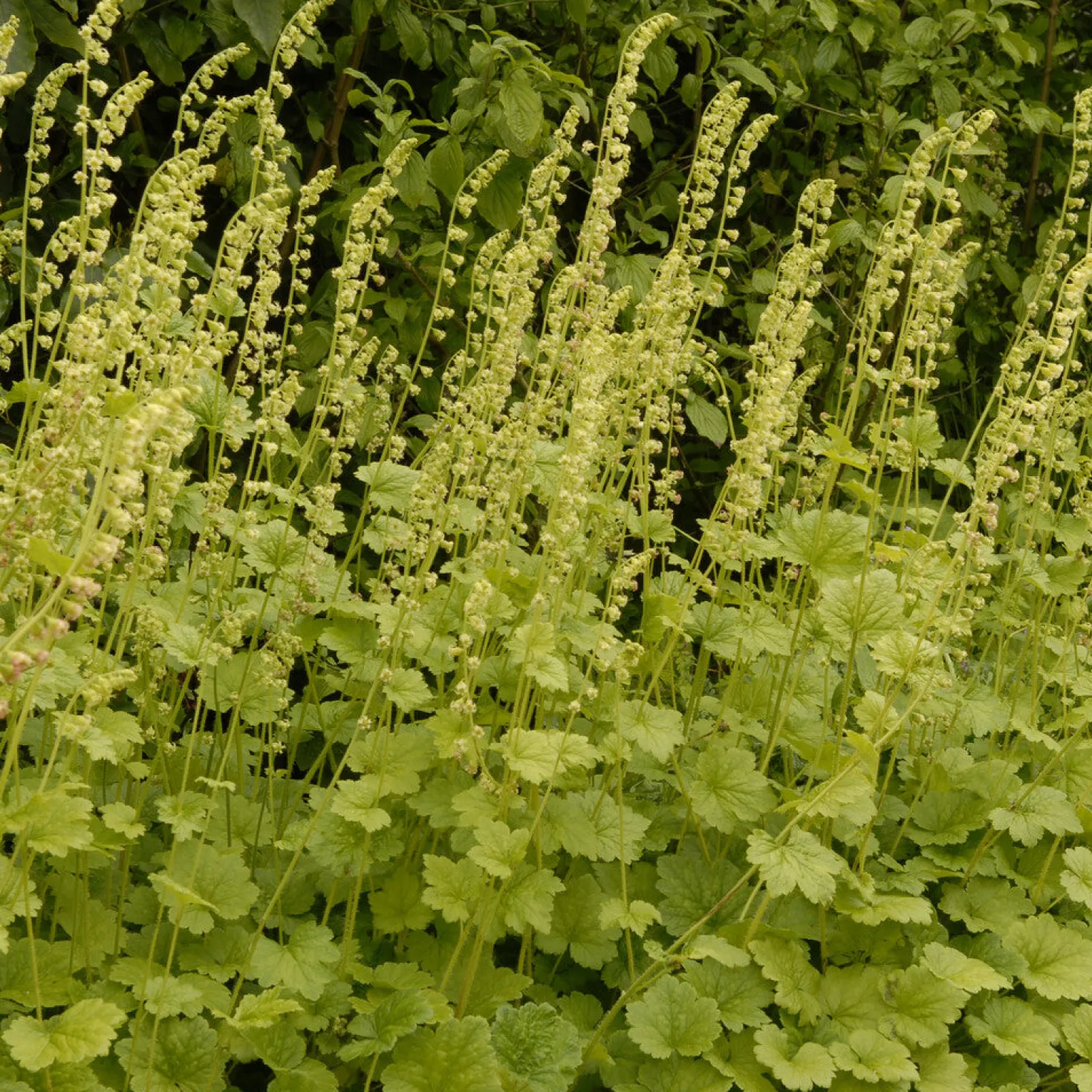 Fransenblume - Grün auch im Schatten