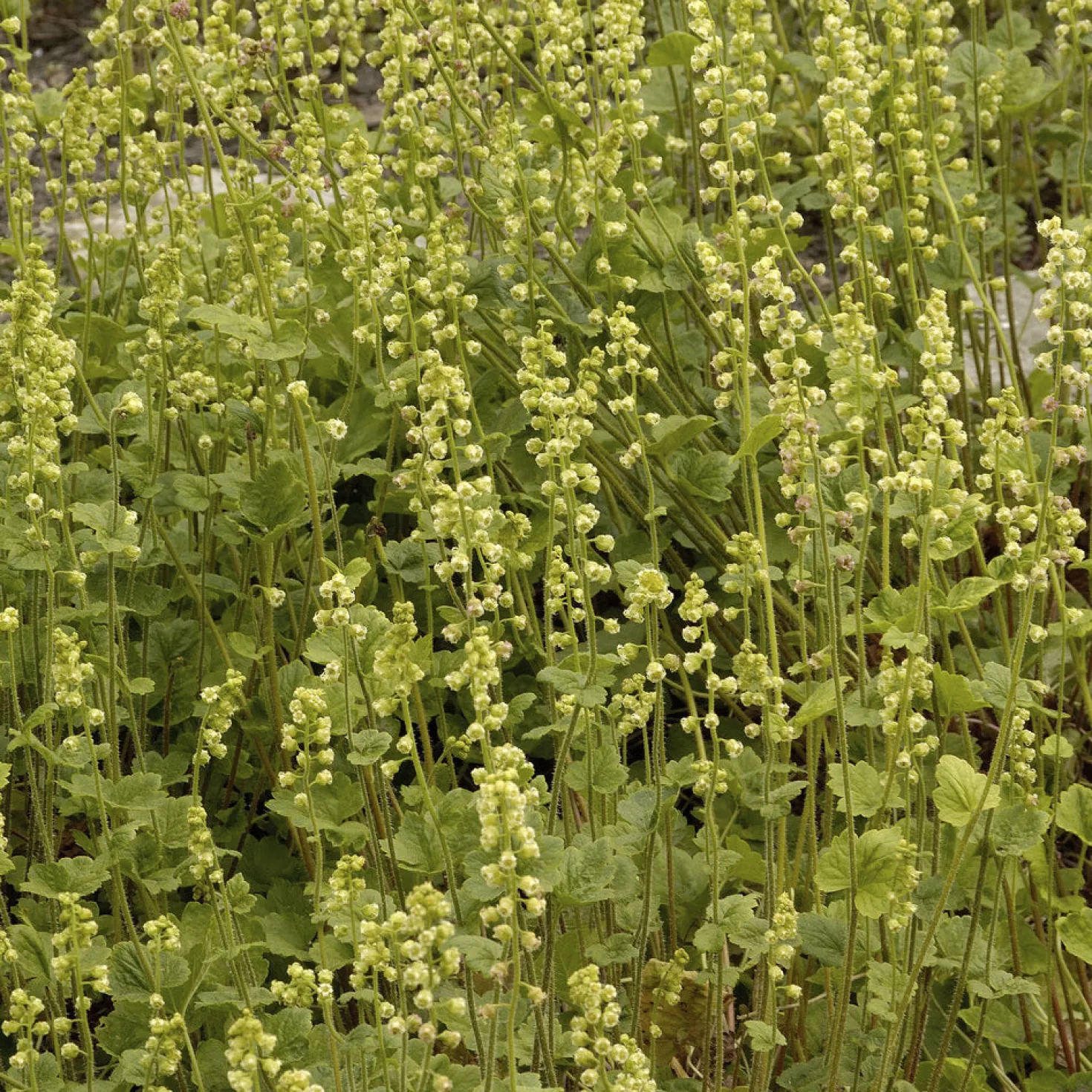 Fransenblume - Grün auch im Schatten