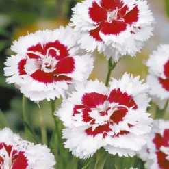 Fransen-Nelke (x2) - Duftende Blüten ohne Mühe