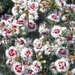 Fransen-Nelke (x2) - Duftende Blüten ohne Mühe
