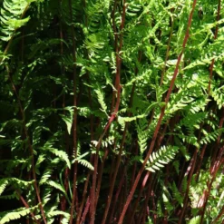 Frauenfarn Lady in Red - Rotes Laub im Schatten