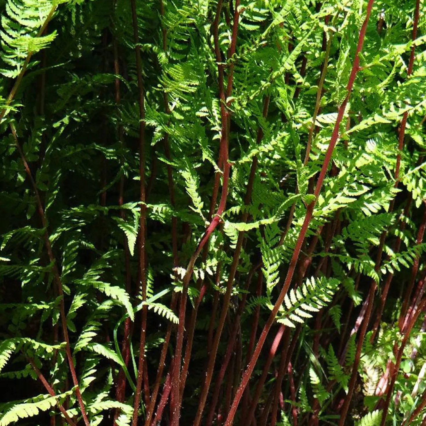 Frauenfarn Lady in Red - Rotes Laub im Schatten