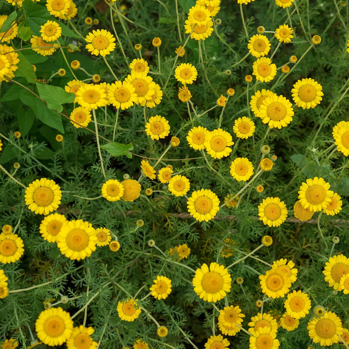 Färberkamille Kelwayi - Sonnengelb den ganzen Sommer