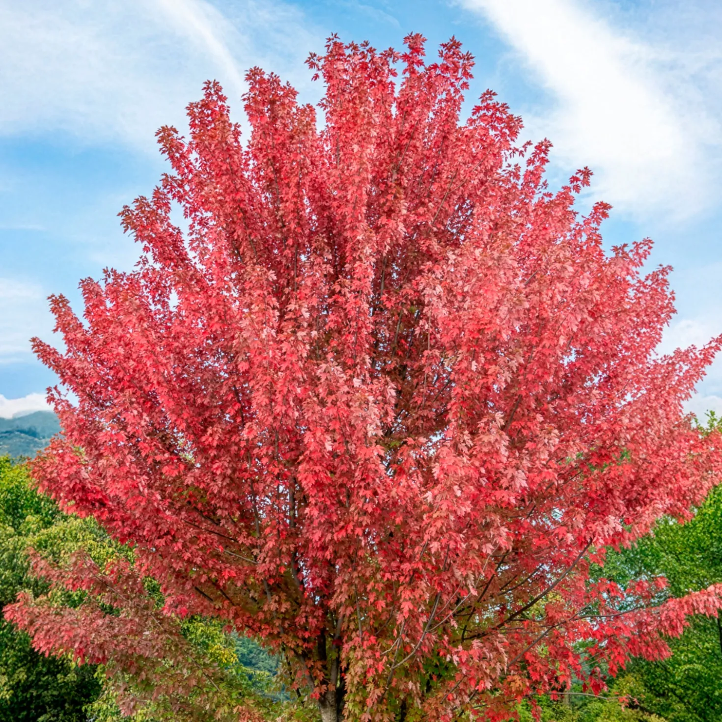 Freeman-Ahorn 'Autumn Blaze' - Feuerrotes Herbstlaub