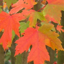 Freeman-Ahorn 'Autumn Blaze' - Feuerrotes Herbstlaub