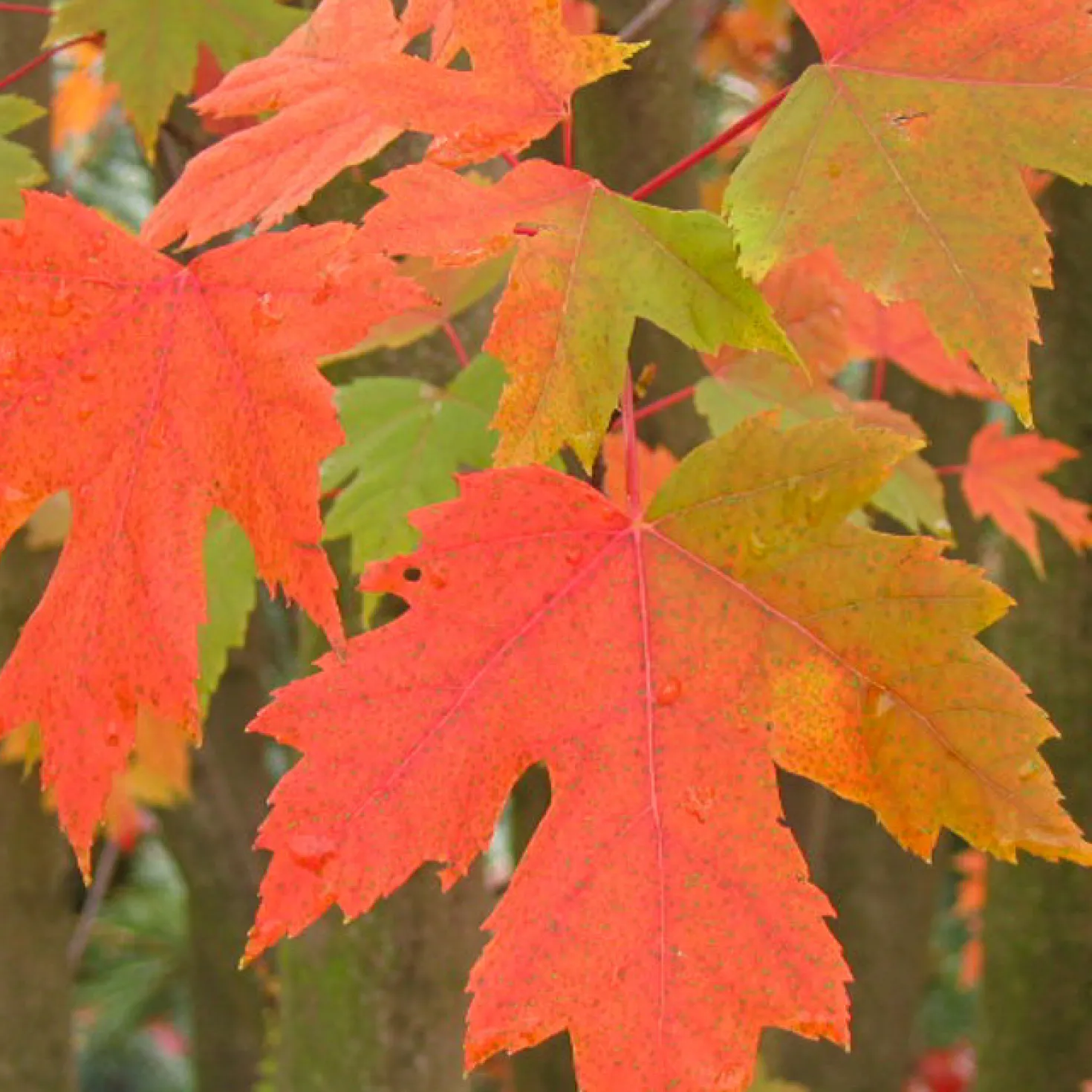 Freeman-Ahorn 'Autumn Blaze' - Feuerrotes Herbstlaub