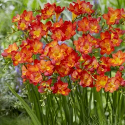 Freesien rot (x15) - Duftende Farbe im Beet