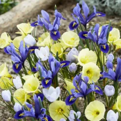Frühblühende Blumenzwiebeln-Mischung (x35) - Farbenfroher Frühlingsstart