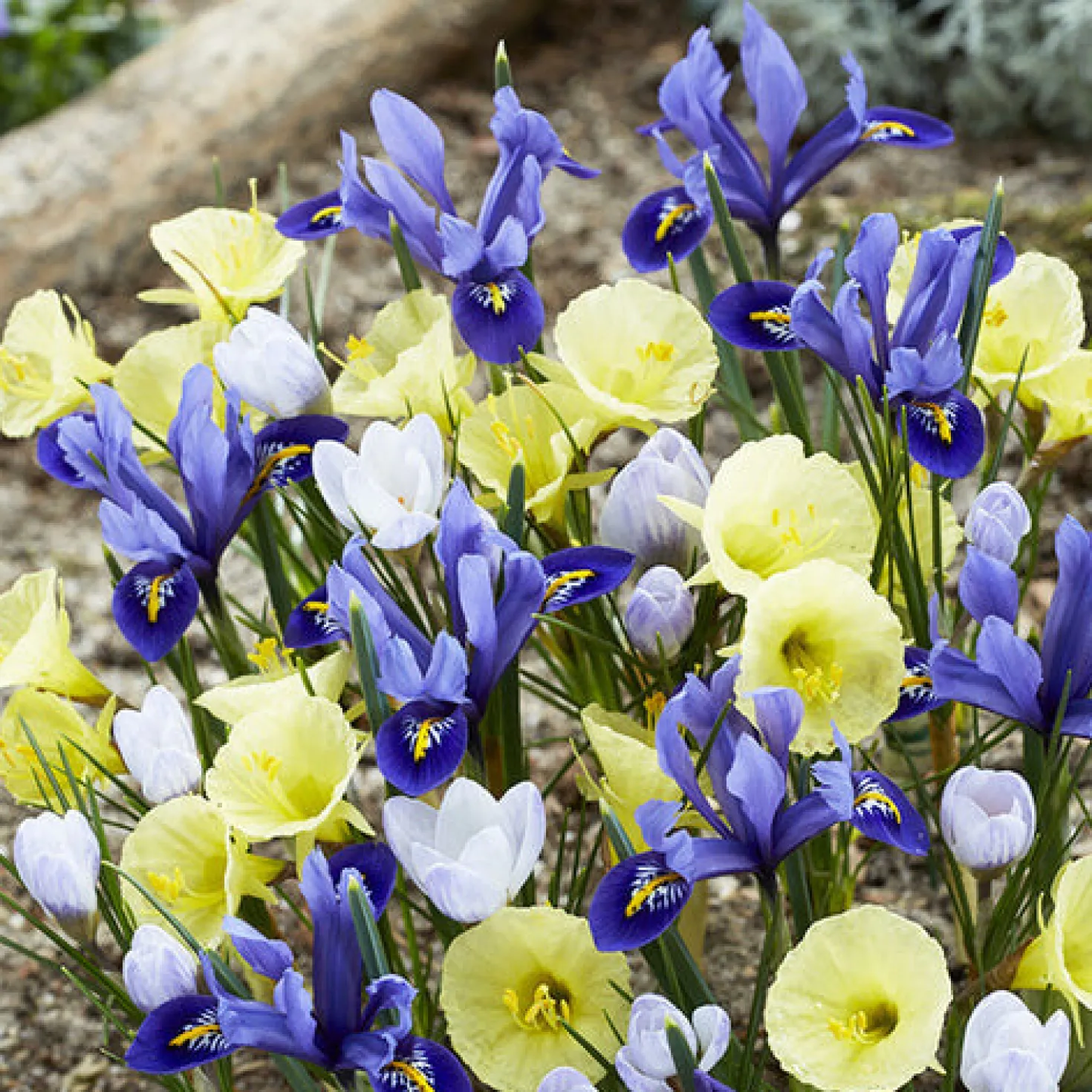 Frühblühende Blumenzwiebeln-Mischung (x35) - Farbenfroher Frühlingsstart