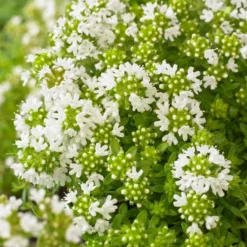 Frühblühender Thymian weiß - Weißer Duftteppich im Nu