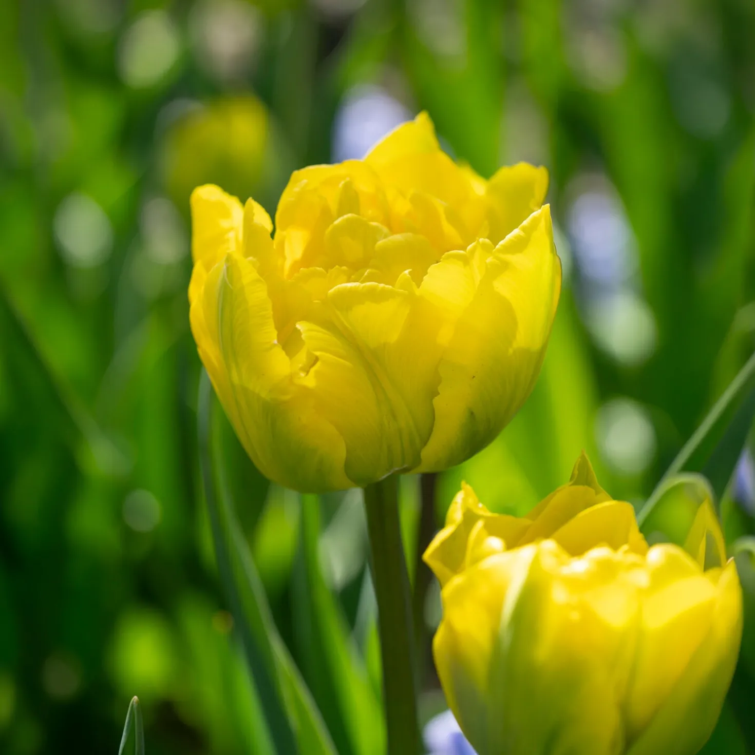 Frühe gefüllte Tulpe Marie Jo - Sonnengelb im Frühling