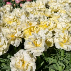 Frühe gefüllte Tulpe Mondial - Volle Blüten wie Pfingstrosen