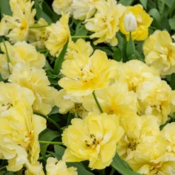 Frühe gefüllte Tulpe Mondial - Volle Blüten wie Pfingstrosen