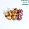 Frühjahrsblüher-Zwiebeln Mix (x13) - Ein Frühling voller Farben