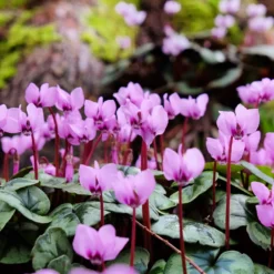 Frühlings-Alpenveilchen ‘Rose’ - Farbe mitten im Winter