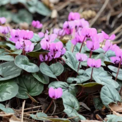 Frühlings-Alpenveilchen ‘Rose’ - Farbe mitten im Winter