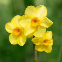 Frühlingsblumenzwiebeln für gelb-oranges Beet - Sonne im Beet, ganz leicht