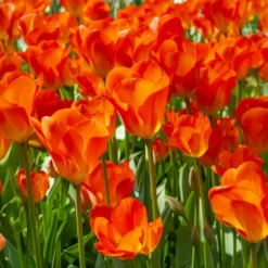 Frühlingsblumenzwiebeln für gelb-oranges Beet - Sonne im Beet, ganz leicht
