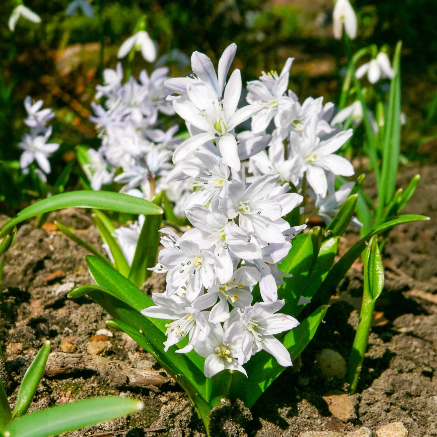 Frühlingsblumenzwiebeln für rot-weißes Beet - Rot-weiß, sofort im Blick