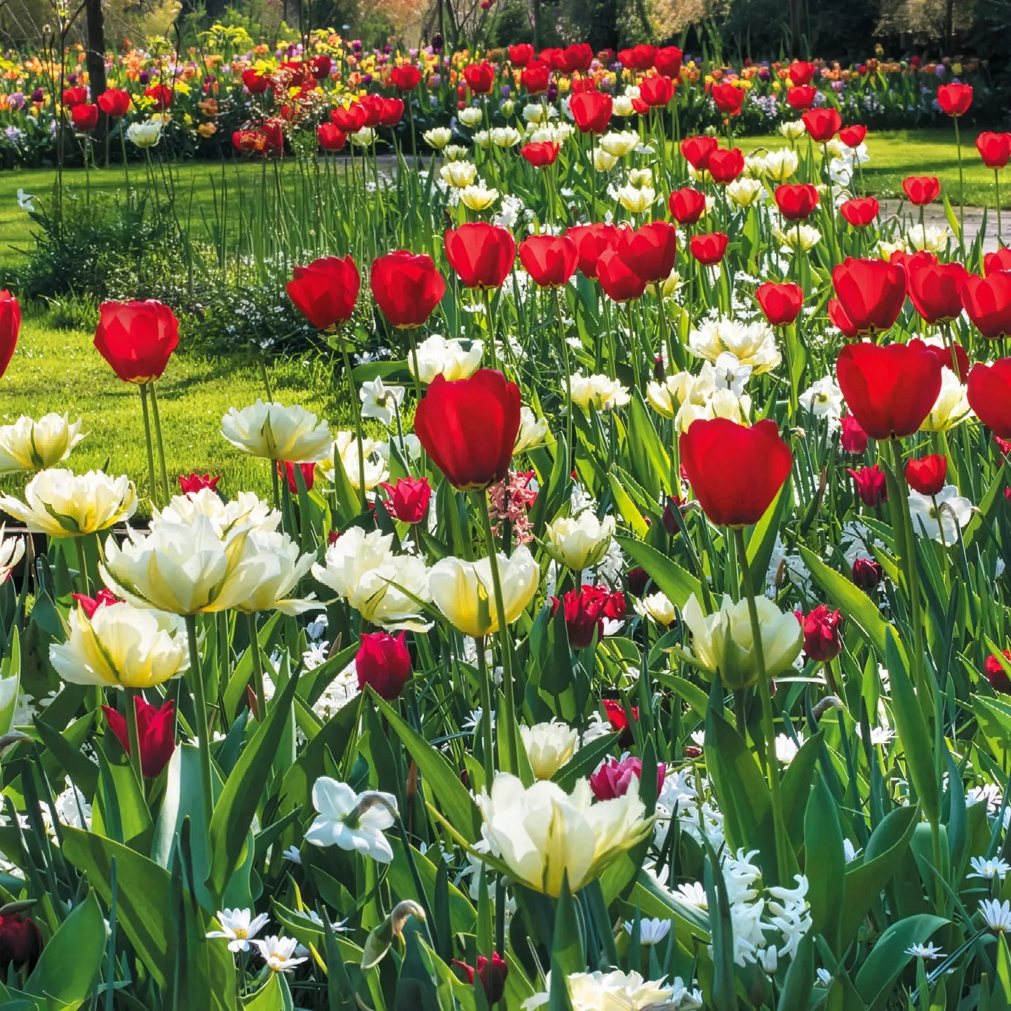 Frühlingsblumenzwiebeln für rot-weißes Beet - Rot-weiß, sofort im Blick