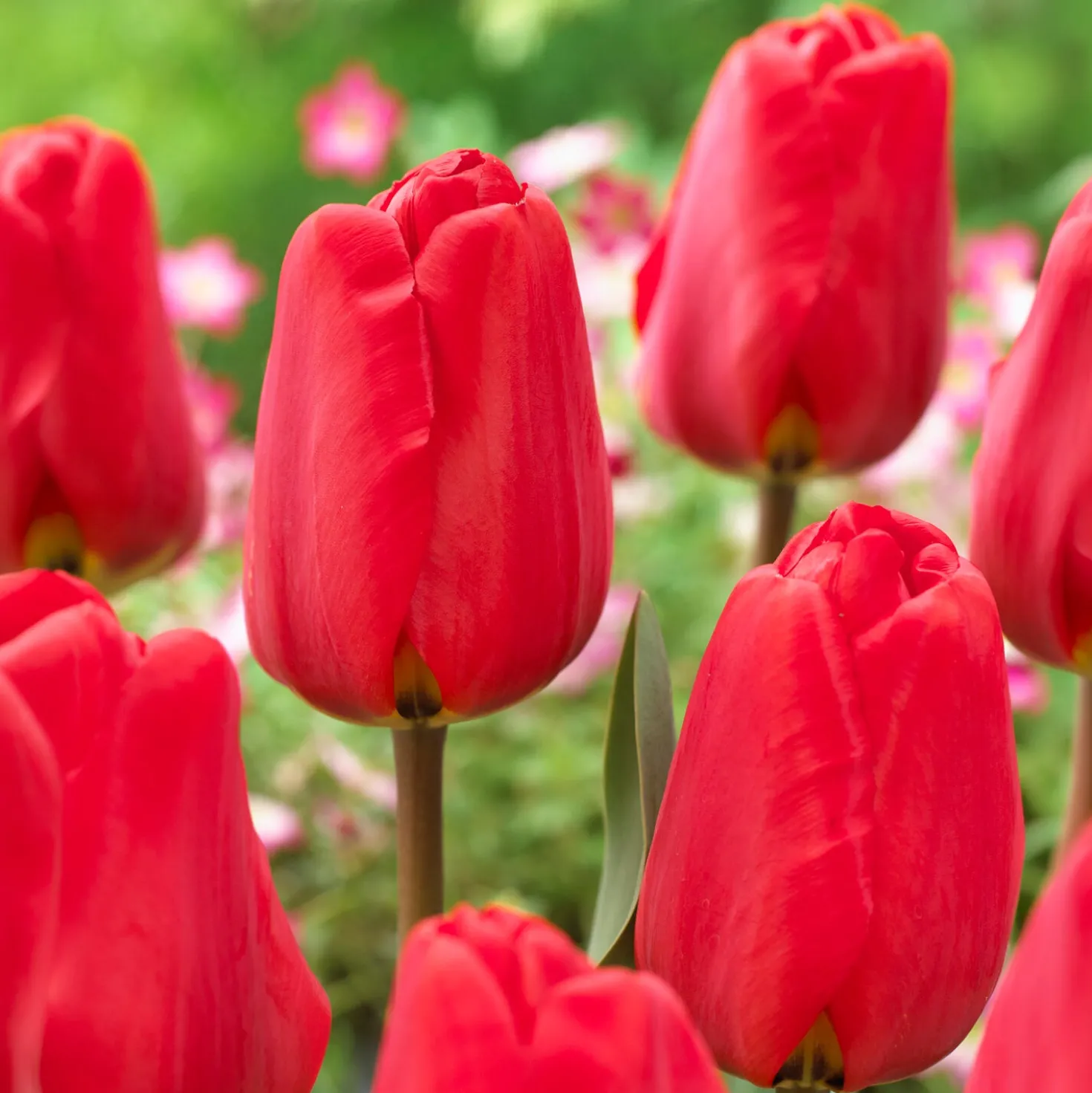 Frühlingsblumenzwiebeln für rot-weißes Beet - Rot-weiß, sofort im Blick