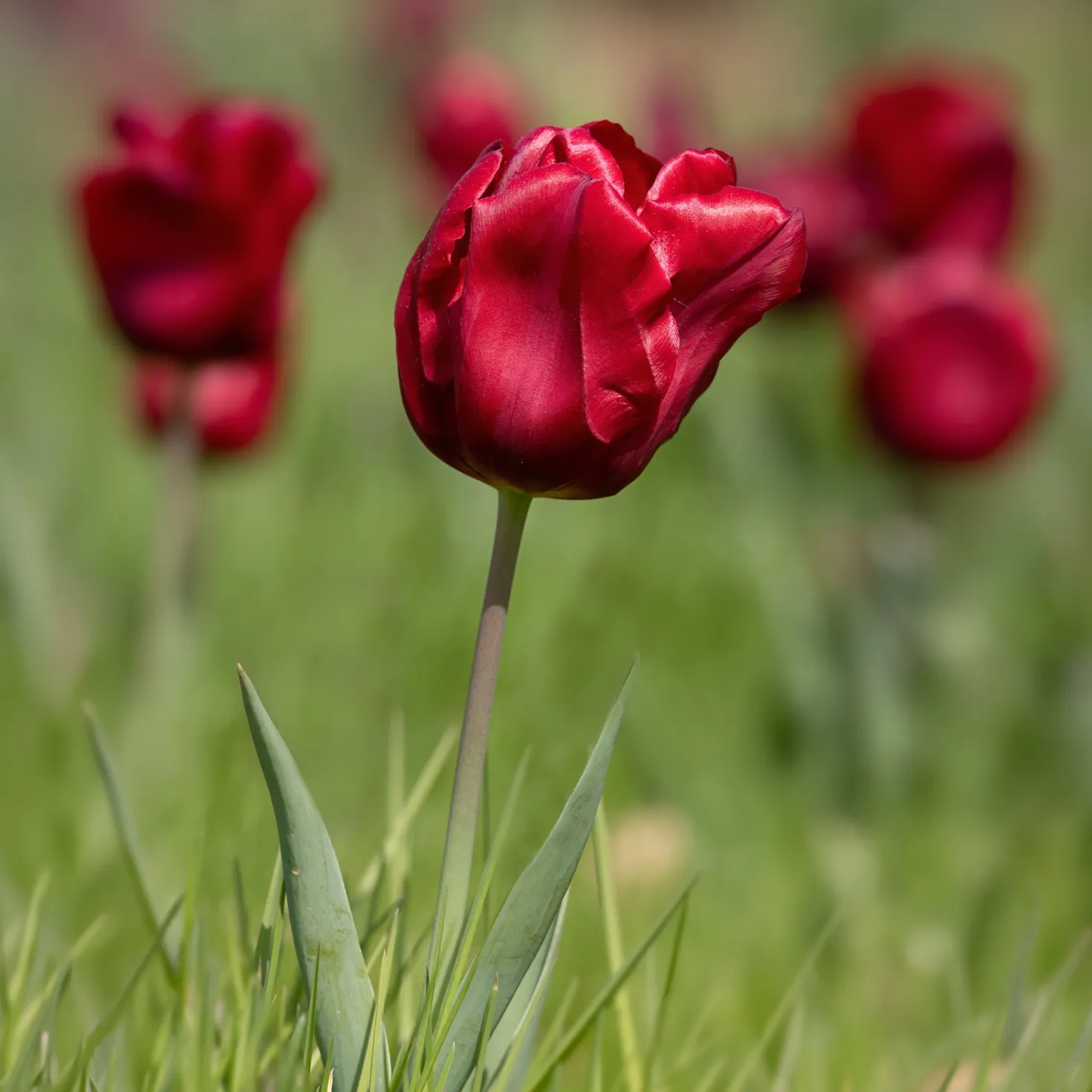 Frühlingsblumenzwiebeln für rot-weißes Beet - Rot-weiß, sofort im Blick
