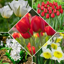 Frühlingsblumenzwiebeln für rot-weißes Beet - Rot-weiß, sofort im Blick