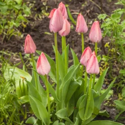 Frühlingsblumenzwiebeln für Regenbogenbeet - Ein Beet in allen Farben