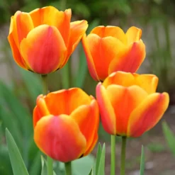 Frühlingsblumenzwiebeln für Regenbogenbeet - Ein Beet in allen Farben