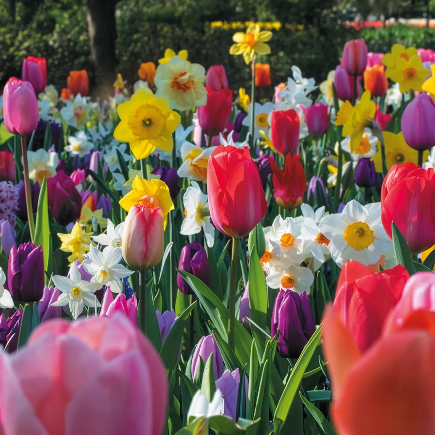 Frühlingsblumenzwiebeln für Regenbogenbeet - Ein Beet in allen Farben