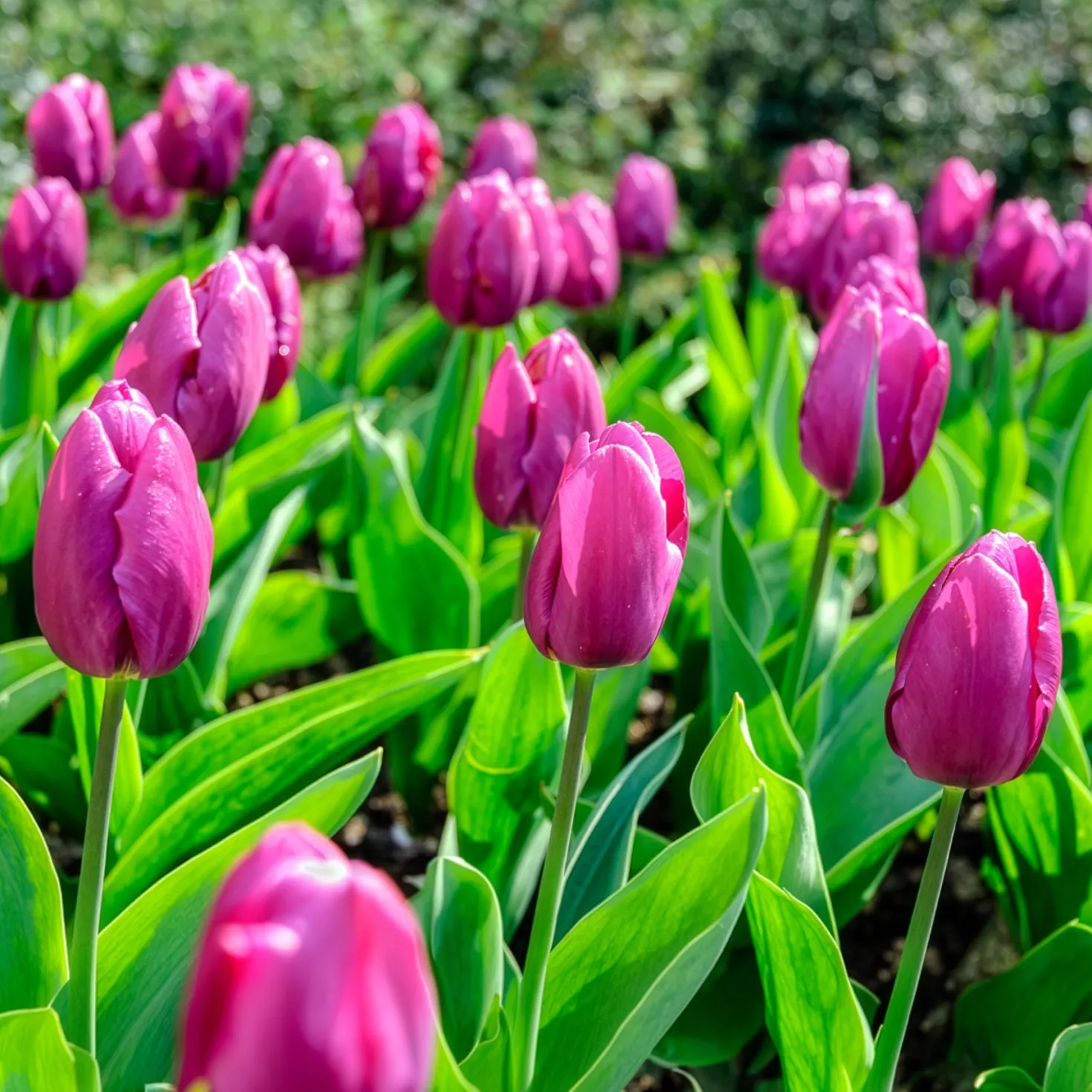 Frühlingsblumenzwiebeln für Regenbogenbeet - Ein Beet in allen Farben