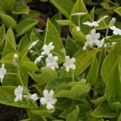 Frühlings-Gedenkemein Alba - Weißer Frühlingsteppich