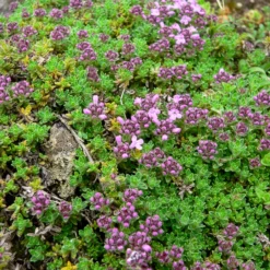 Frühlingsthymian Bressingham - Blütenteppich statt Unkraut