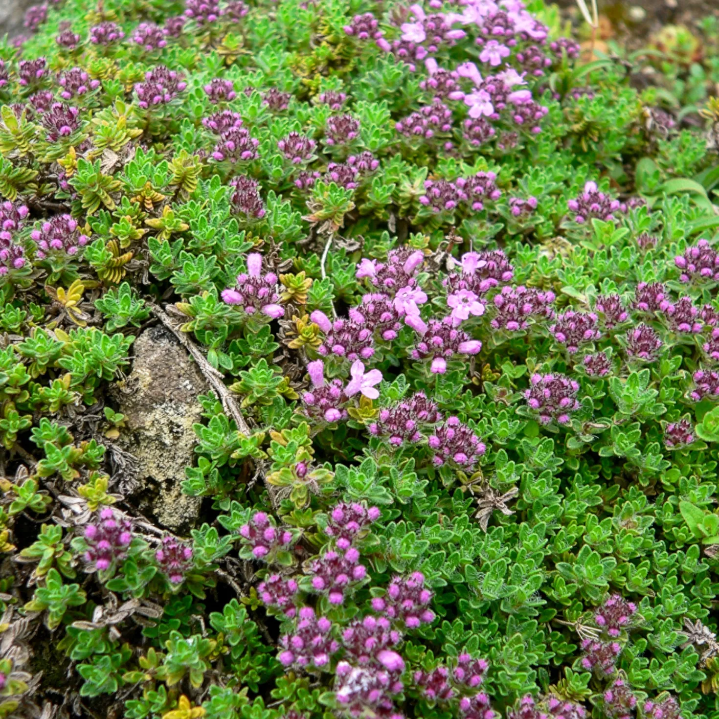 Frühlingsthymian Bressingham - Blütenteppich statt Unkraut