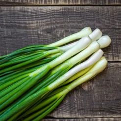 Frühlingszwiebel 'White Lisbon' - Frische Zwiebeln ganz einfach