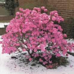 Früh-Rhododendron - Blüht schon im Februar