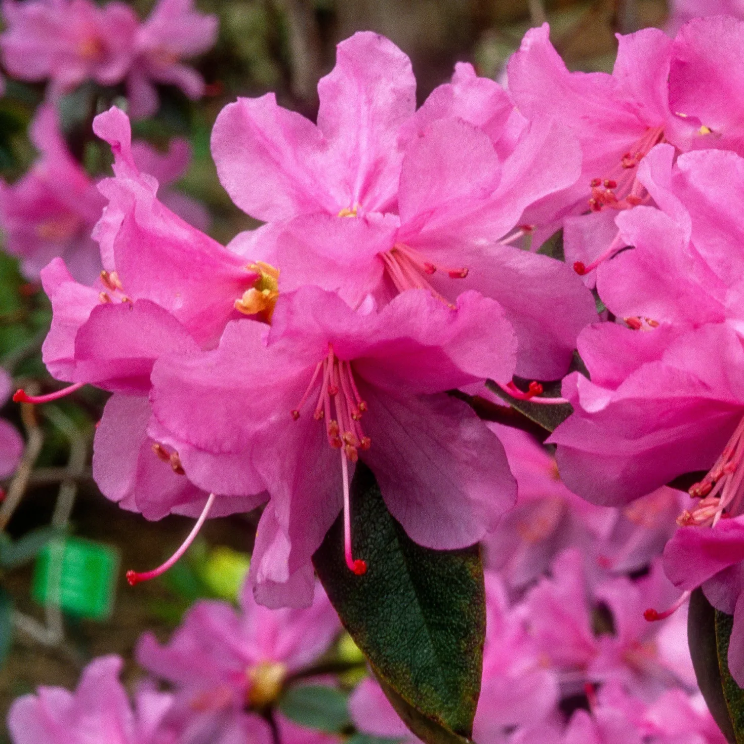 Früh-Rhododendron - Blüht schon im Februar