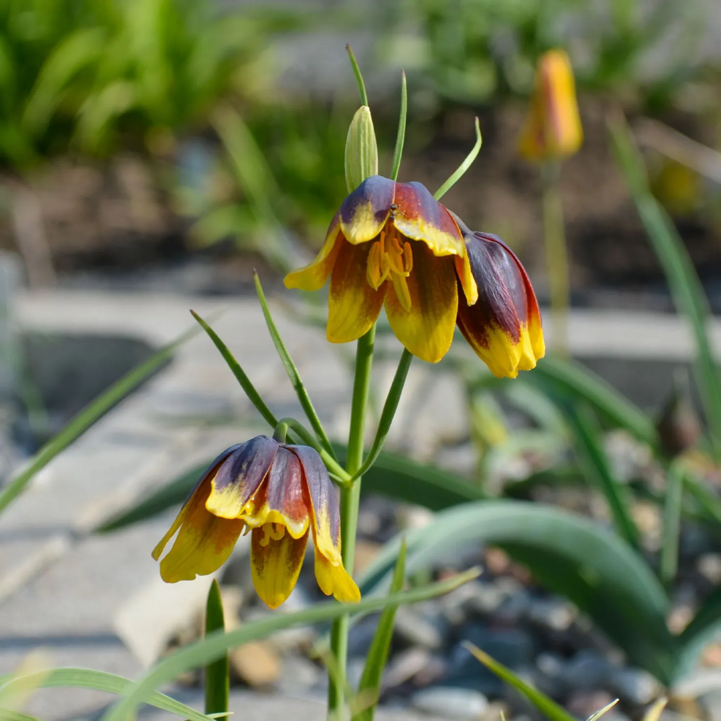 Fritillarien Uva Vulpis (x10) - Zarte Blüten ganz einfach