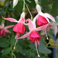 Fuchsia 'Celia Smedley' (x3) - Üppige Blüten den ganzen Sommer