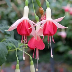 Fuchsia 'Celia Smedley' (x3) - Üppige Blüten den ganzen Sommer