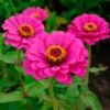 Fuchsiafarbene Zinnie - Sommerfarbe ohne Aufwand