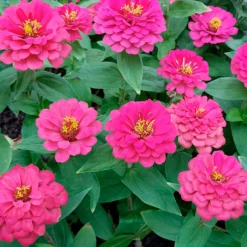 Fuchsiafarbene Zinnie - Sommerfarbe ohne Aufwand