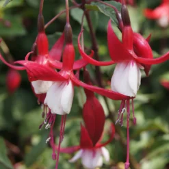 Fuchsia Madame Cornelissen - Blüten bis zum Frost