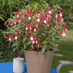 Fuchsia Madame Cornelissen - Blüten bis zum Frost