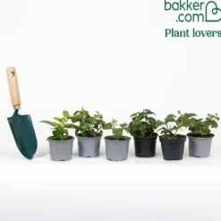 Fuchsia Mischung 'All in One' (x6) - Sechs Fuchsien, ein Blütenfest