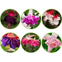 Fuchsia Mischung 'All in One' (x6) - Sechs Fuchsien, ein Blütenfest
