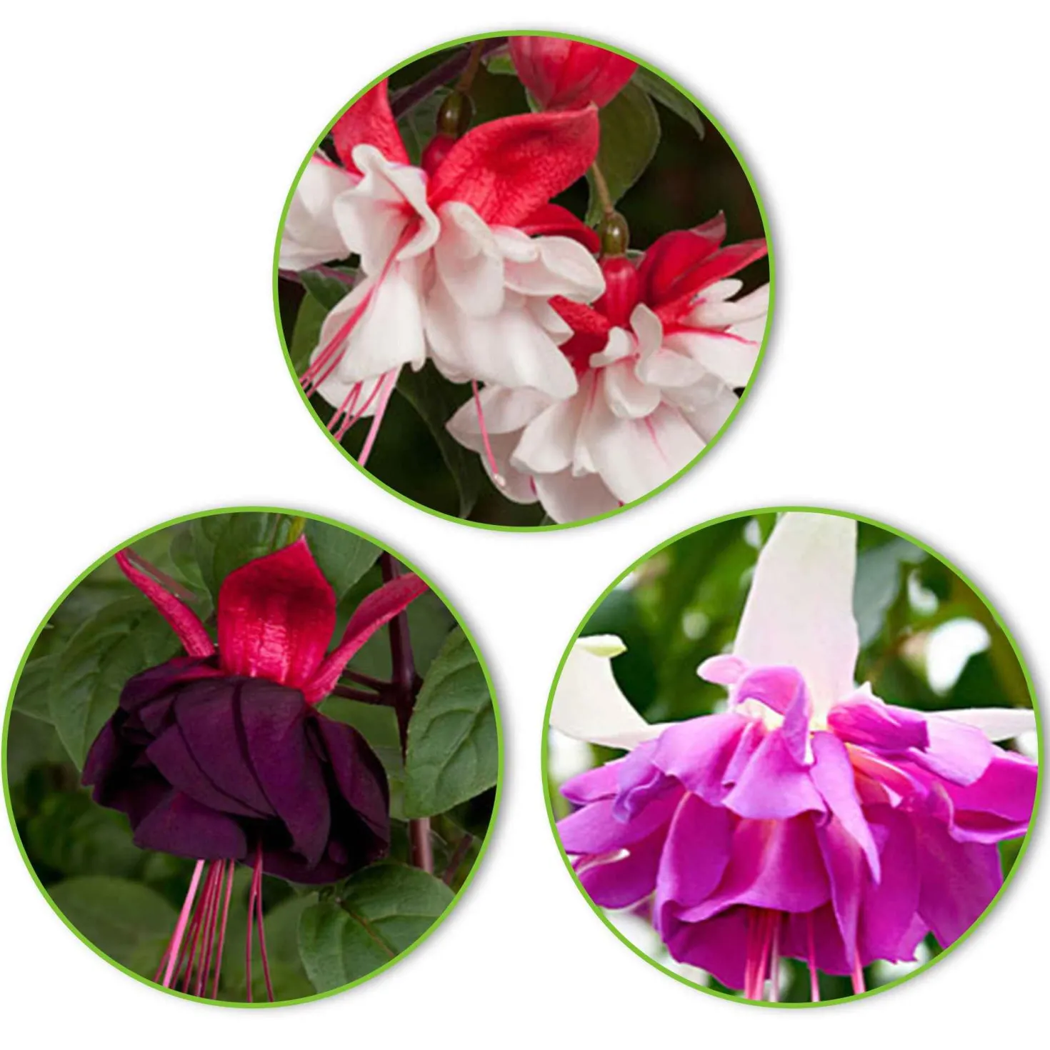Fuchsia Mischung 'Bella Rosella' + 'Blue Angel' + 'New Millenium' (x3) - Drei Fuchsien, ein Blütentraum