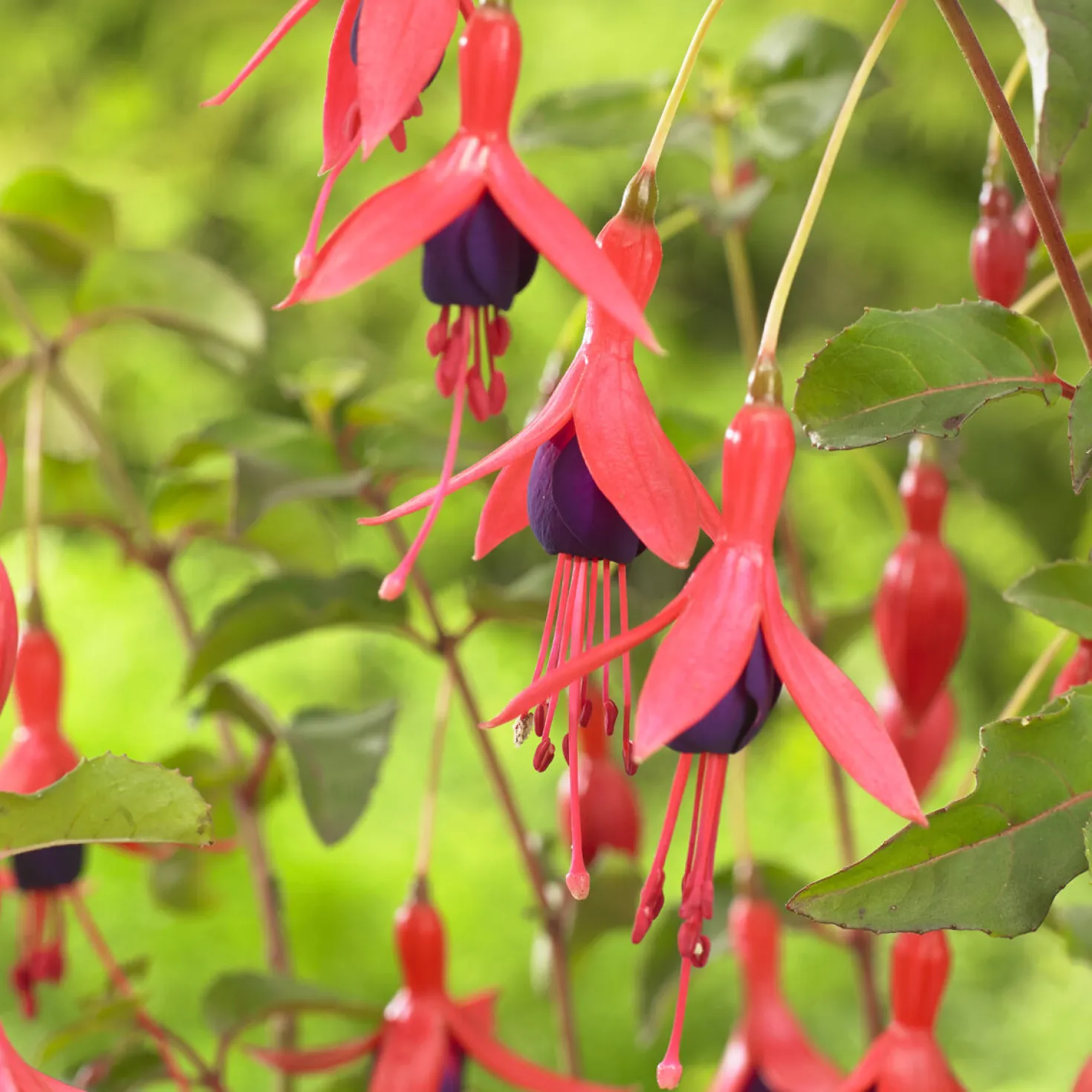 Fuchsia Mrs. Popple - Blüht bis in den Winter
